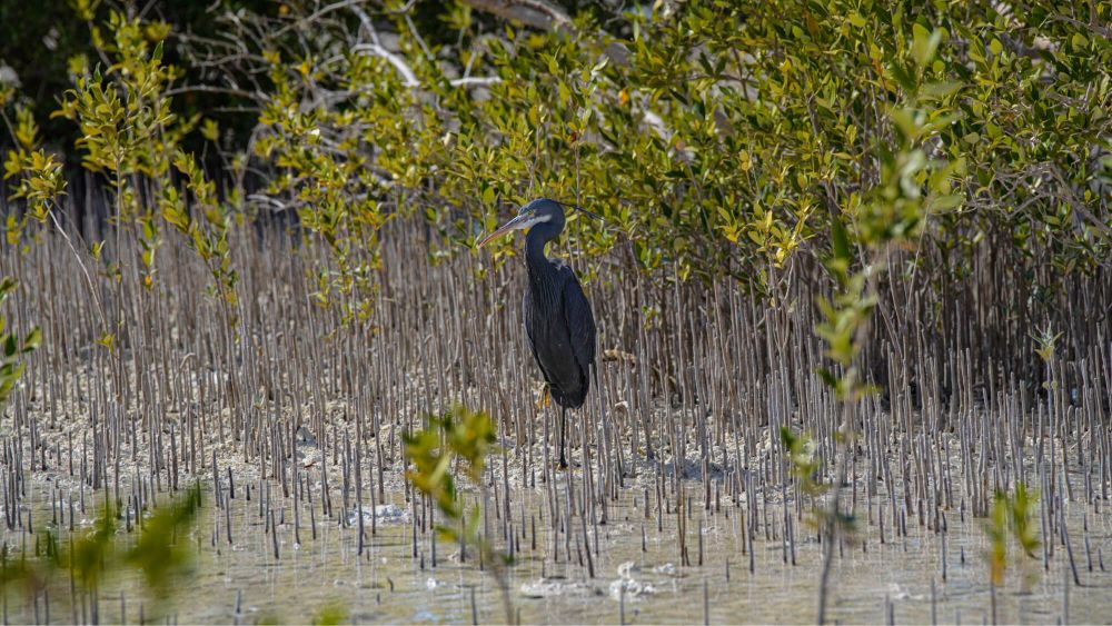 Mangroves 4 Mankind (M4M)