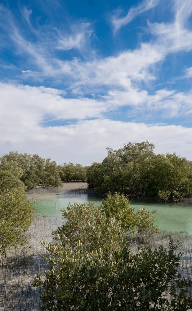 Mangroves 4 Mankind (M4M)