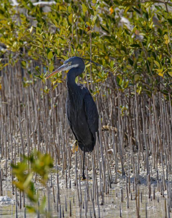  mangroves overview (1).jpg